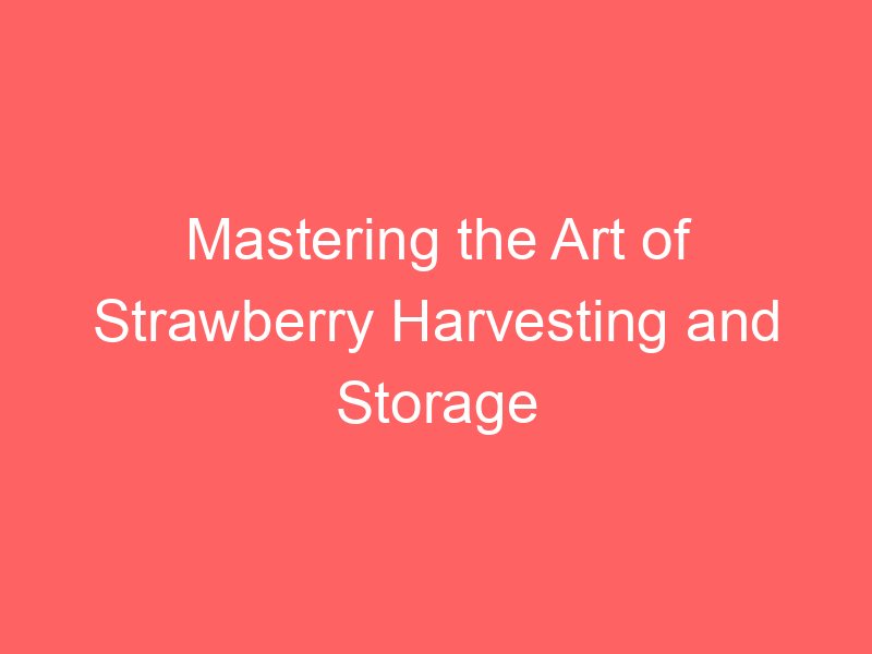 Mastering the Art of Strawberry Harvesting and Storage